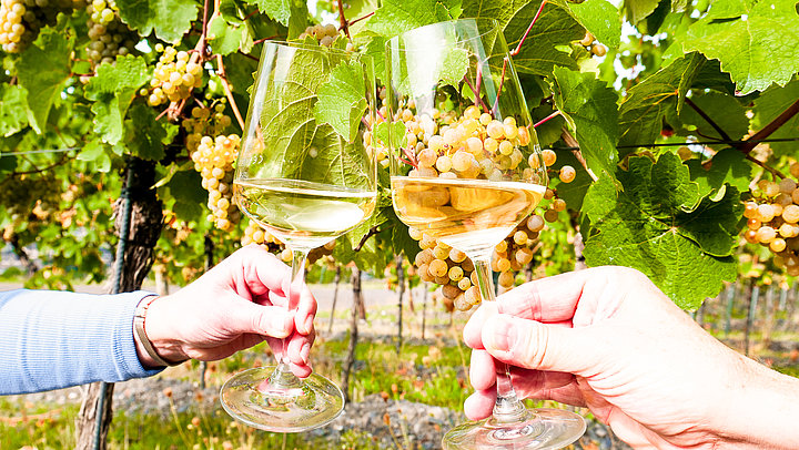 Das Bild zeigt zwei anstoßende Weingläser in den Weinbergen. Im Hintergrund sind Weintrauben und Weinreben zu sehen.