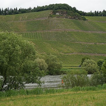 Weinberge und Mosel