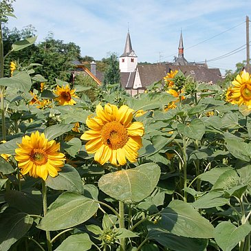 Sonnenblume im Garten