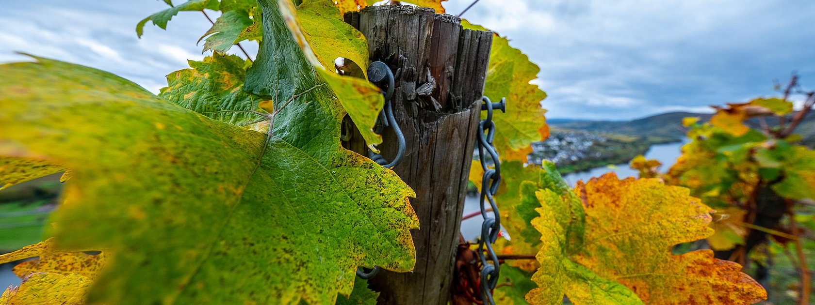 Weinberge an der Mosel