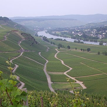 Berühmte Mosel-Weinlage: Brauneberger Juffer