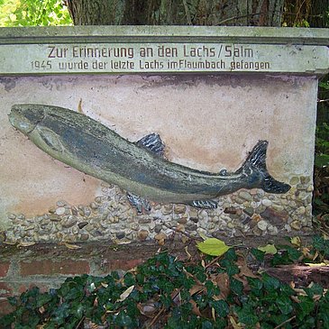 Flaumbachtal: 'Der letzte Lachs'