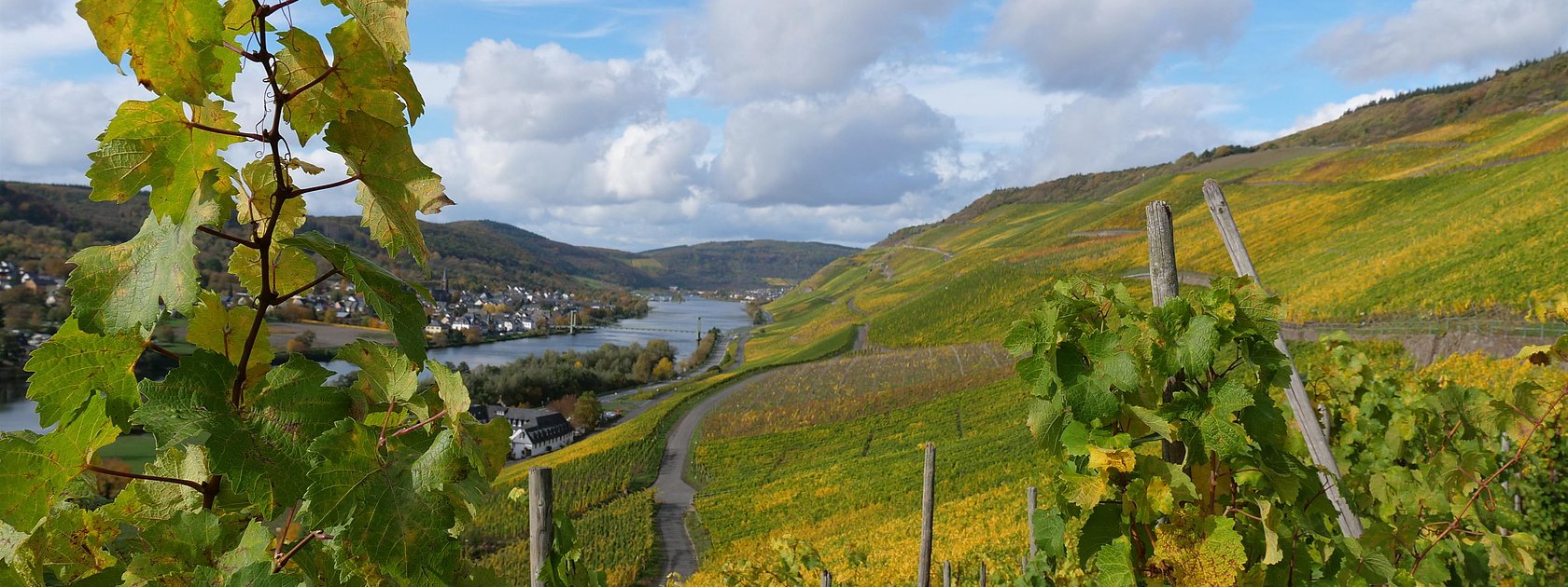 Weinberge in Graach an der Mosel