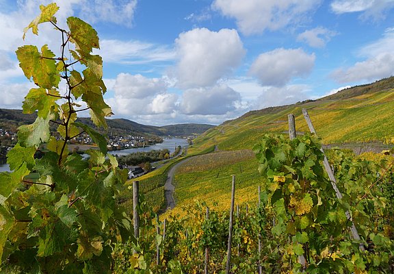 Weinberge in Graach an der Mosel