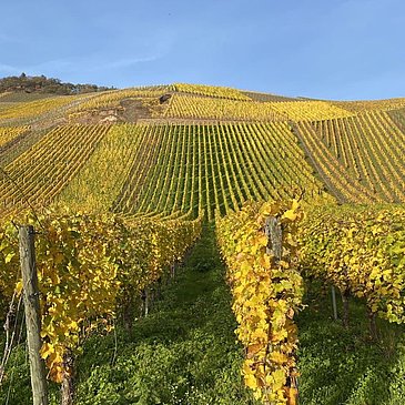 Herbst in den Weinbergen
