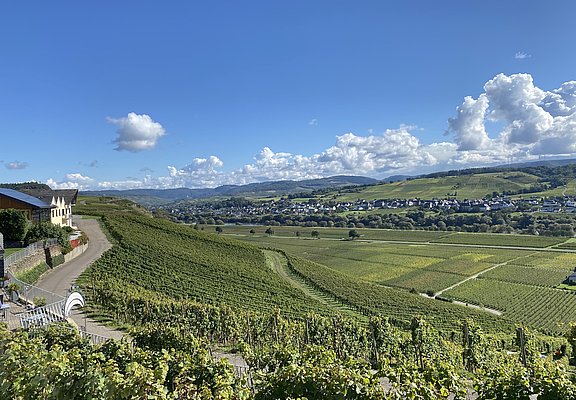 Weingut Thomas Hoffmann - Weinberge