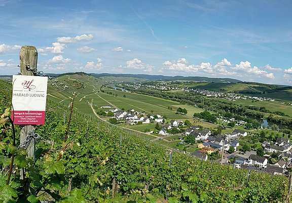 Ausblick auf Kesten von einem unserer Weinberge