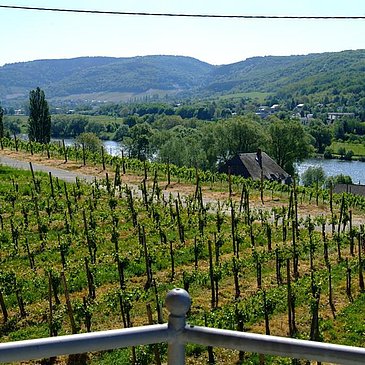 Panoramablick Apartment Weingut Genetsch