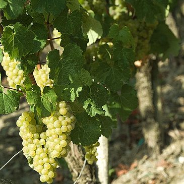 Riesling