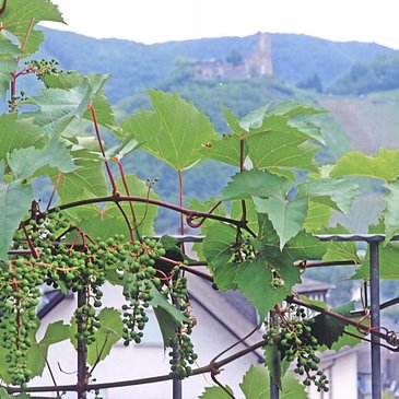 Panoramablick