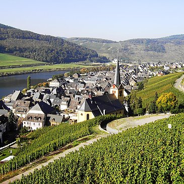 Ansicht Weinberg