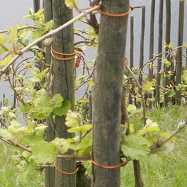 FeWo Bild Weinberg Mai mit Mosel 1