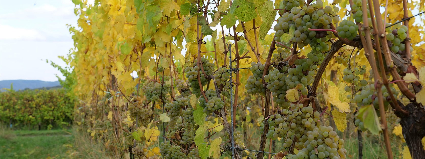 Weintrauben an Reben an der Mosel