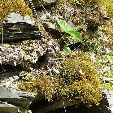 Eidechse in den Weinbergen