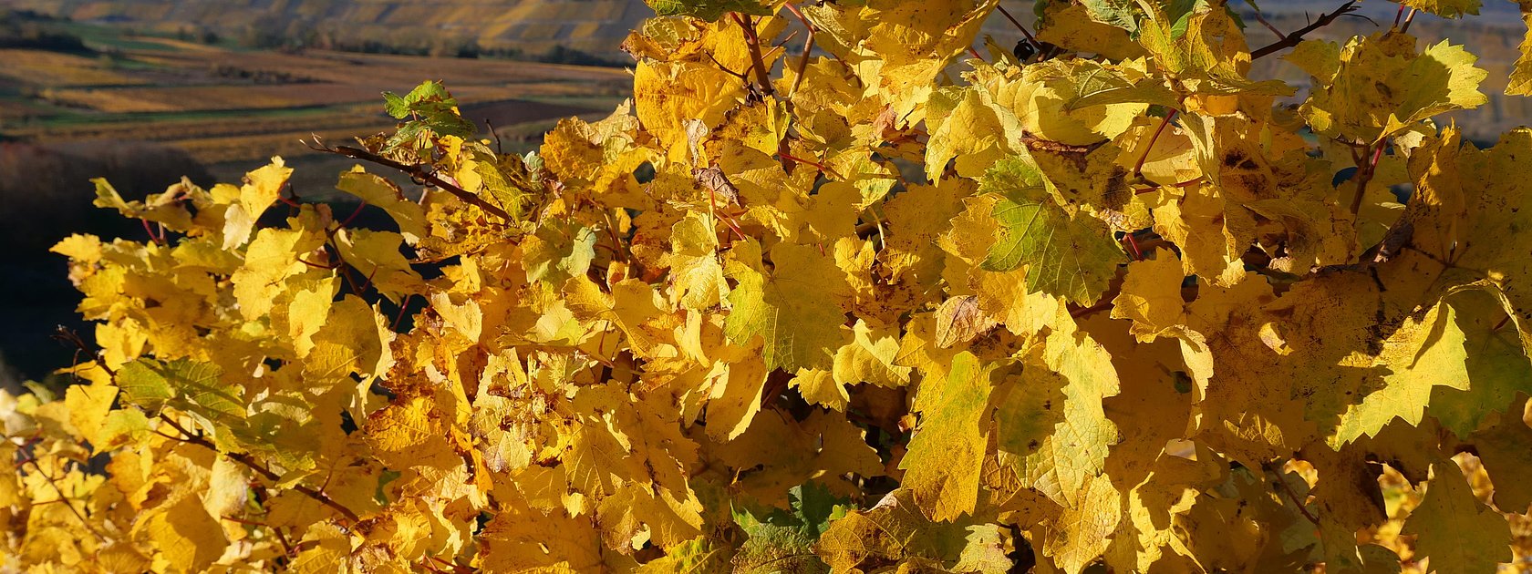 Moselweinberge im Herbst