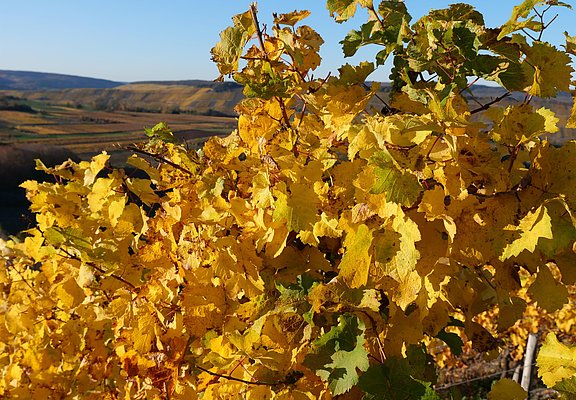 Moselweinberge im Herbst