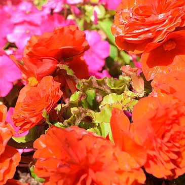 Blumen