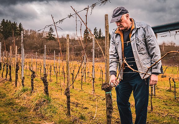 Arbeit im Weinberg
