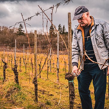 Arbeit im Weinberg