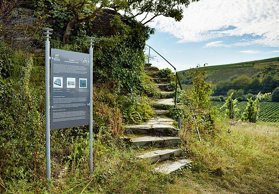 Aufstieg zum Moselpanorama in Minheim