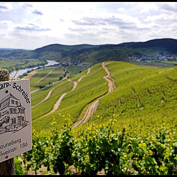 Weinberge in bester Mosellage