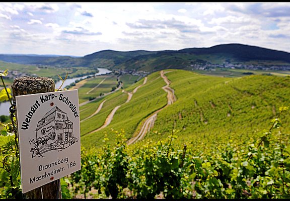 Weinberge in bester Mosellage