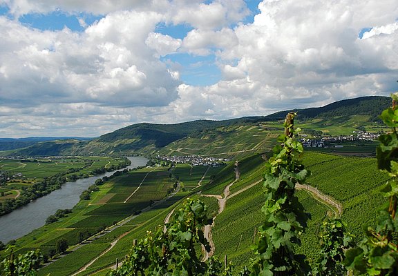 Moselblick_2