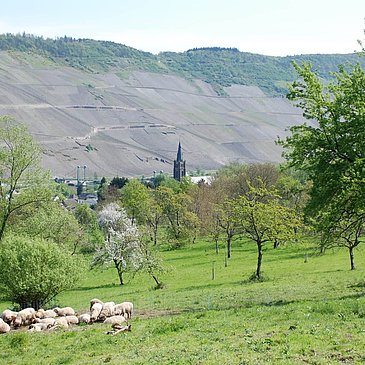 Schafe im Naturschutzgebiet in Wehlen