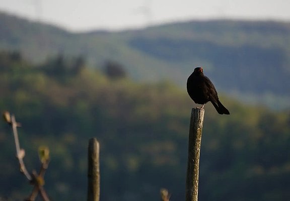 Flora in Lieser