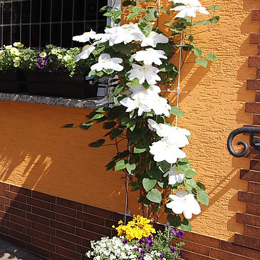 Clematis 2019