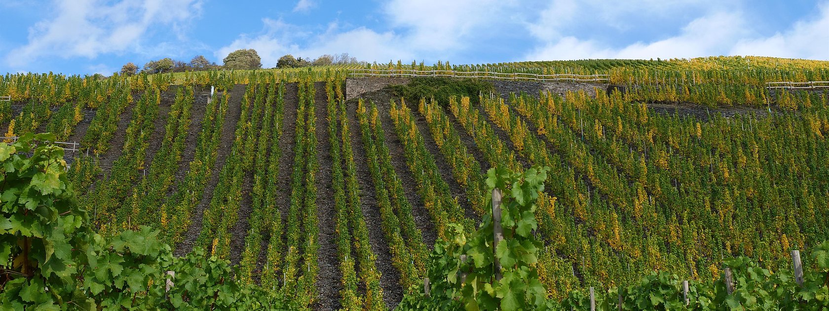 Weinreben an der Mosel