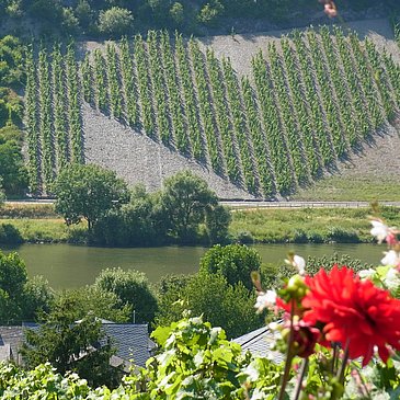 Herzweinberg
