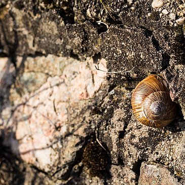 Schnecke an der Weinbergsmauer