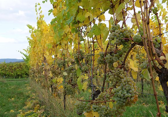 Weinberge an der Mosel