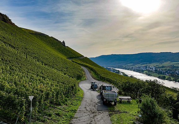 Weinberge