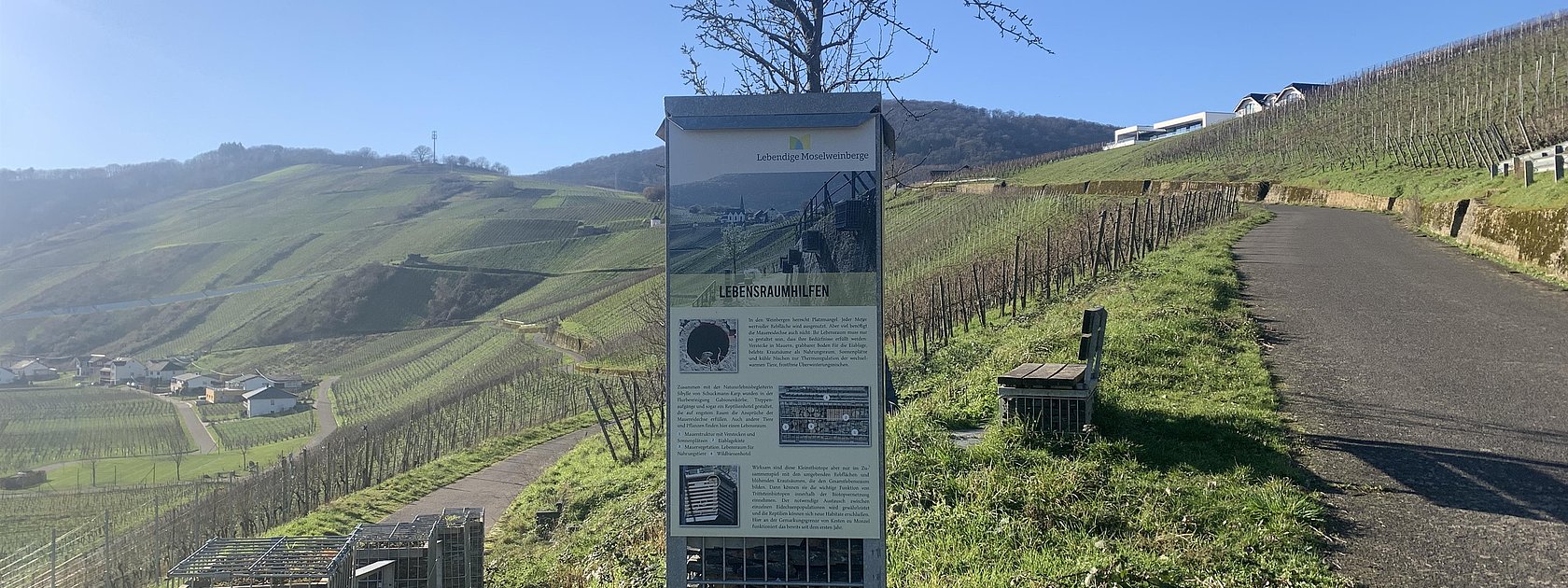 Infosäule Eidechse
