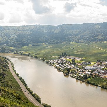 Die Mosel bei Mehring