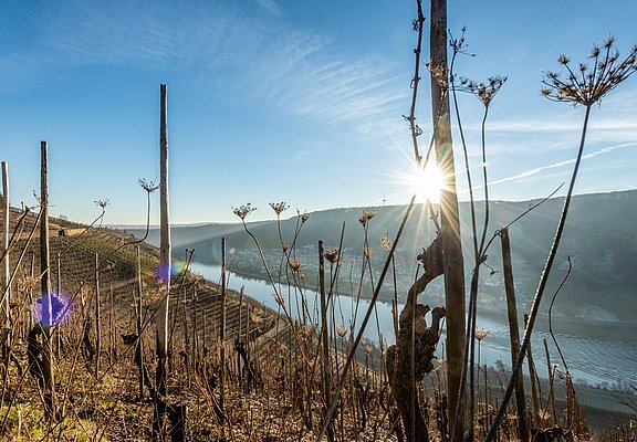 Weinreben am Moselsteig bei Winningen