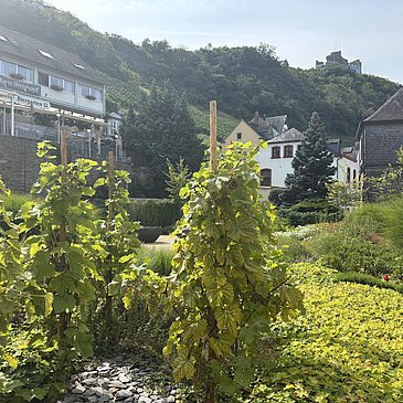 Weinreben im Stadtpark