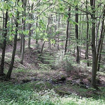 Wanderweg bei Pilmeroth