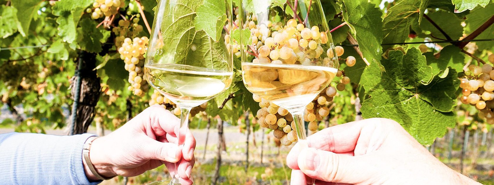 Genuss im Weinberg