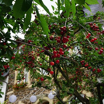 Unter dem Kirschbaum