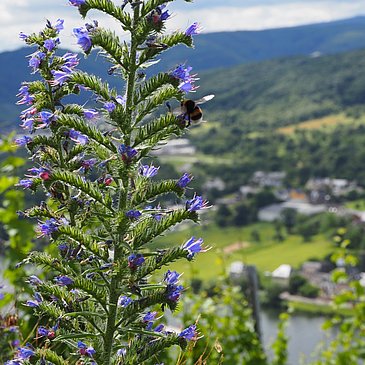 Hummel auf eine Blume