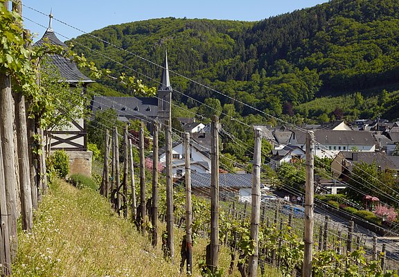 Blick durch die Veldenzer Weinberge