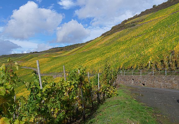 Weinberge an der Mosel