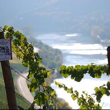 Weinberg Weingut Genetsch Lieser