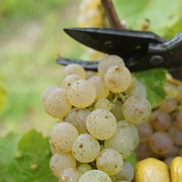 Weinlese