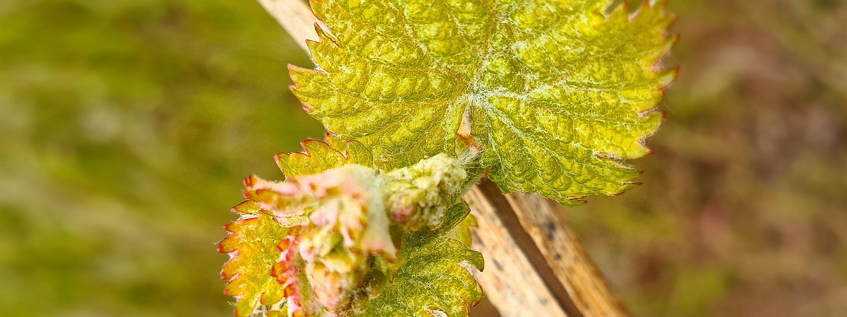 Weinreben an der Mosel