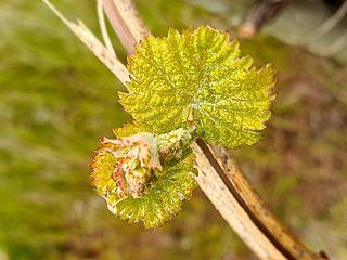 Weinreben an der Mosel