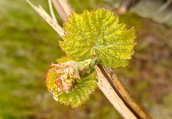 Weinreben an der Mosel